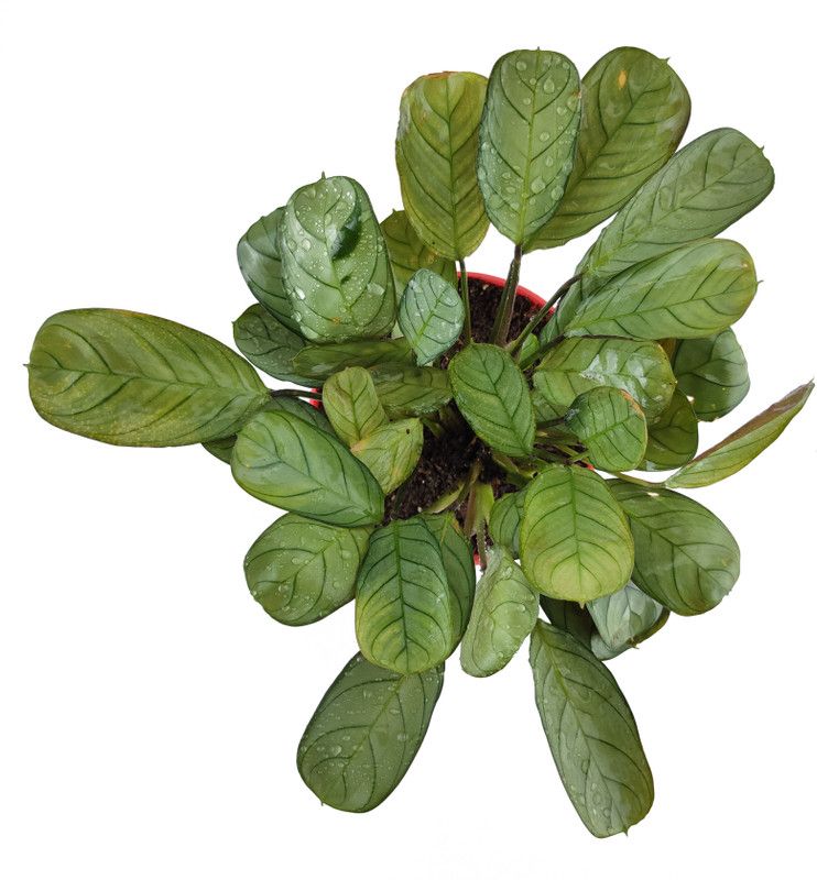 plant chariot Calathea Medallion  (Pack of 1)