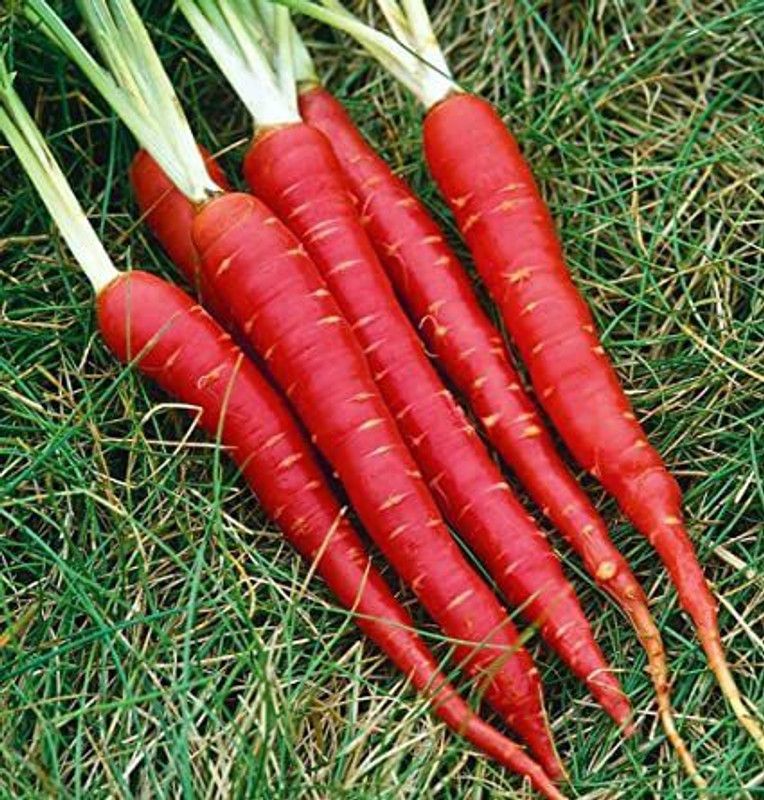 XOLDA Carrot Red Seed  (42 per packet)