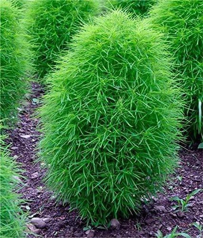 Nodoc kochia fire bush Seed  (20 per packet)