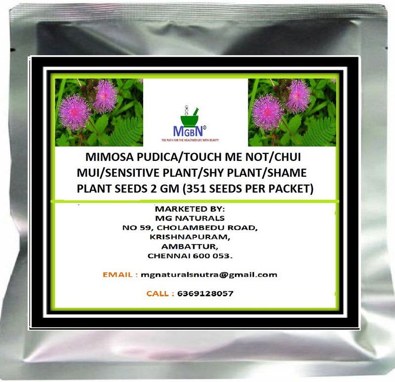MGBN MIMOSA PUDICA/TOUCH ME NOT/CHUI MUI/SENSITIVE PLANT/SHY PLANT/SHAME PLANT SEEDS 2 GM Seed  (351 per packet)