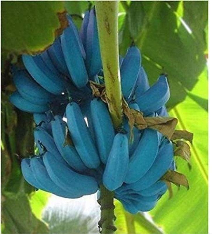 ANI PLANT Banana Plant  (Hybrid, Pack of 1)