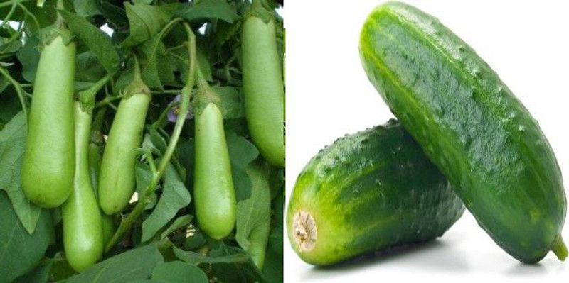 xcentax Cucumber, Green Long Brinjal Summer Vegetables Seed  (20 per packet)