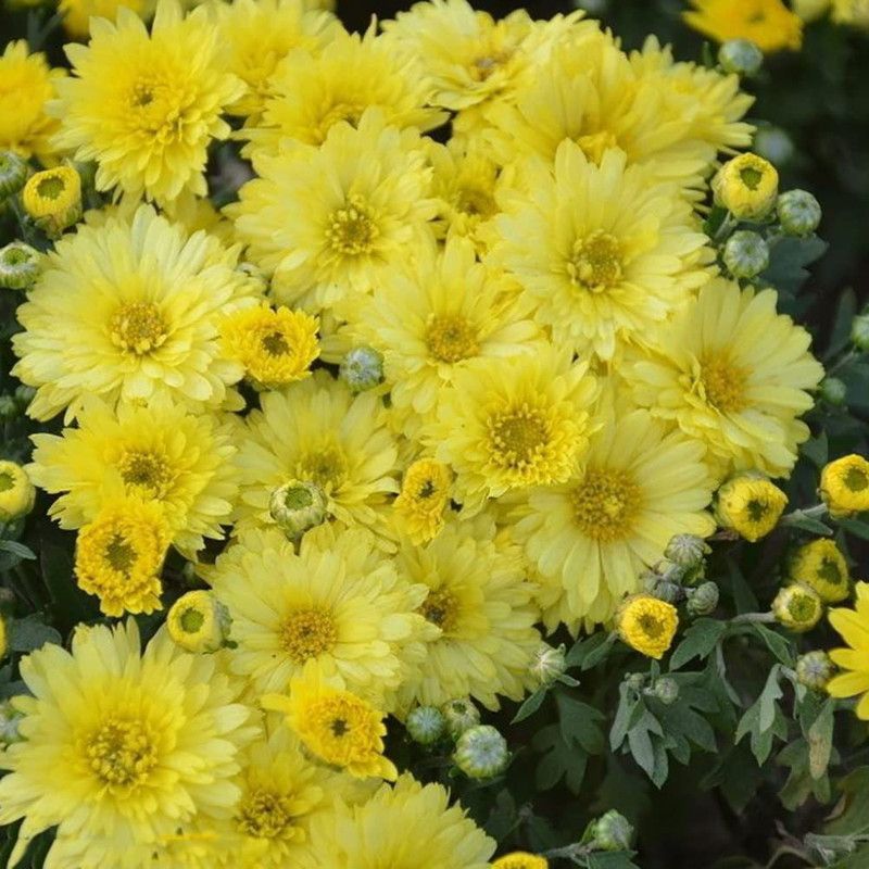 CYBEXIS HUA-82 - Yellow Floral Plants Carpet Chrysanthemum - (90 Seeds) Seed  (90 per packet)