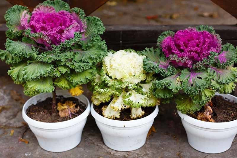 Nodoc Ornamental kale Seed  (36 per packet)