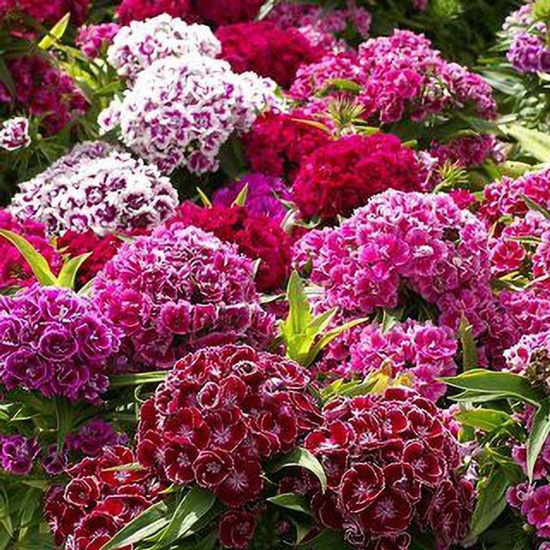 Paudha Sweet William Flower Seed  (15 per packet)