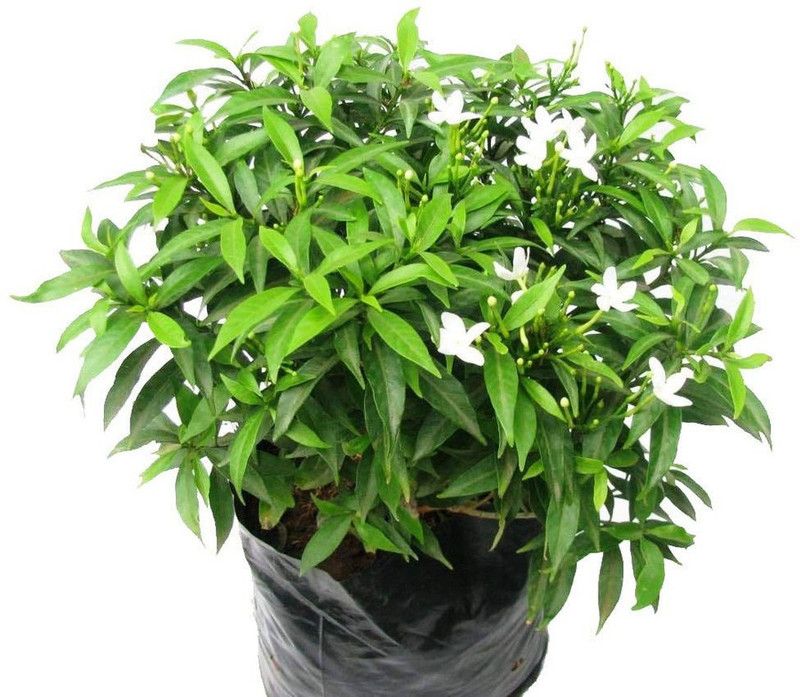 APRIX Chandini Flowering Plant  (Hybrid, Pack of 1)