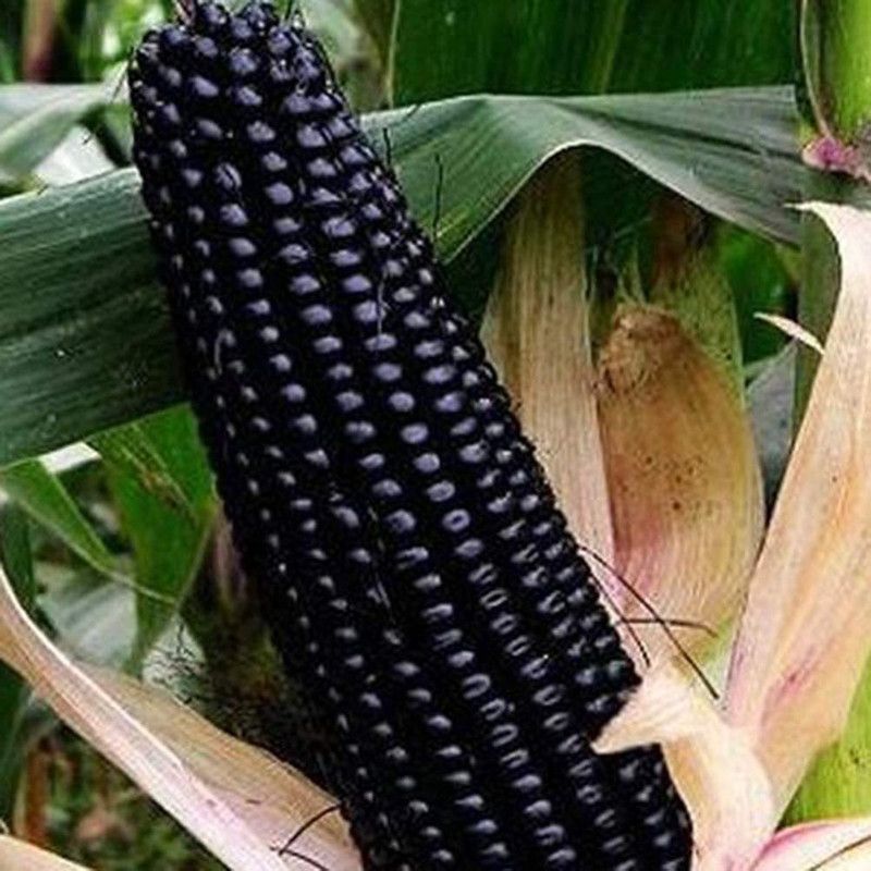 CYBEXIS Fast Germinating Black Corn Seeds1000 Seeds Seed  (1000 per packet)