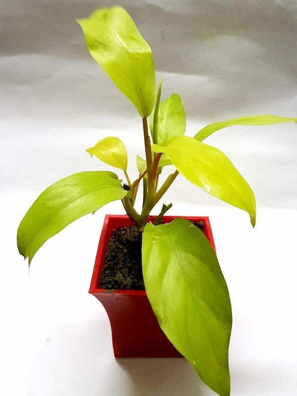 Universal Nursery Money Plant  (Pack of 1)