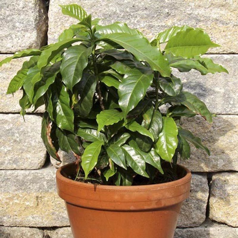 LushGreen Coffee Plant  (Hybrid, Pack of 1)