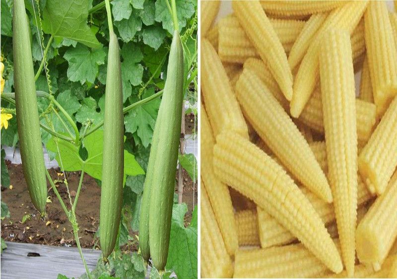 WILLVINE Sponge Gourd White Longand Baby Corn Seed  (1000 per packet)