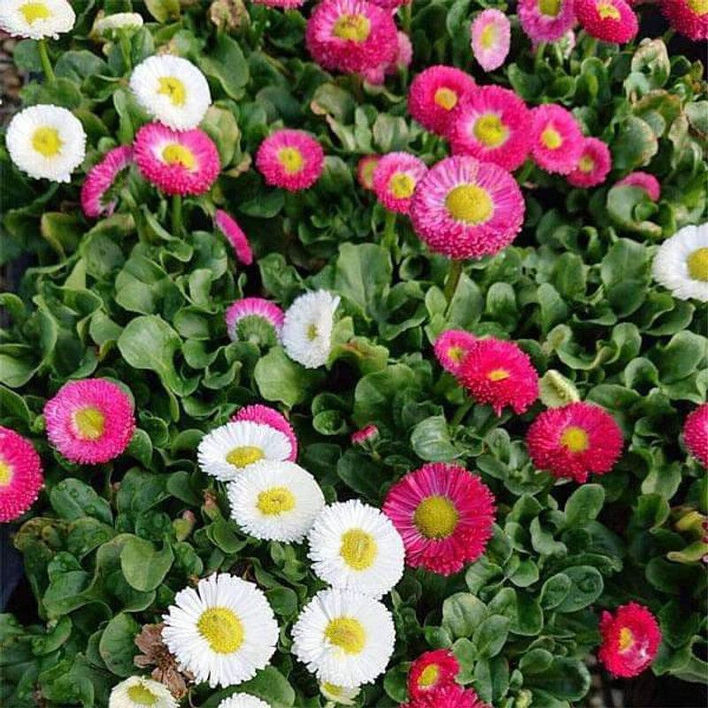 Paudha Daisy Mix Seed  (45 per packet)