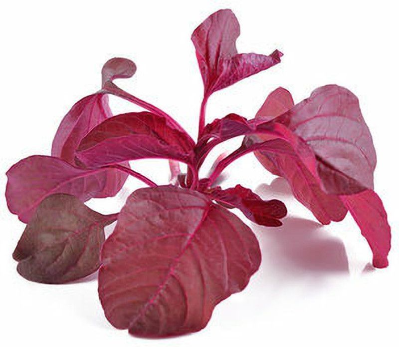 Mozette Organic red amarnthus Seed  (31 per packet)