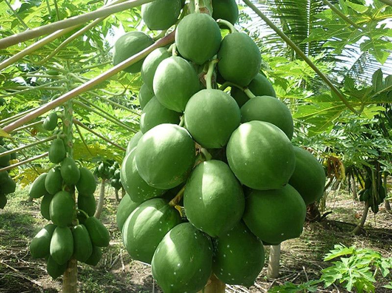 Paudha Papaya Hybrid Seed  (10 per packet)