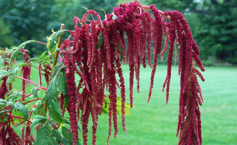 XOLDA Amaranthus Love Lies Bleeding Seed  (29 per packet)