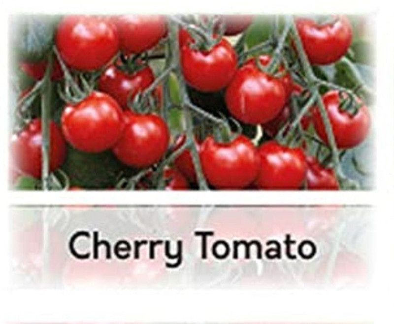 Qualtivate ® Hybrid Tomato Cherry Minibel Seeds(375 Seeds) Seed  (375 per packet)