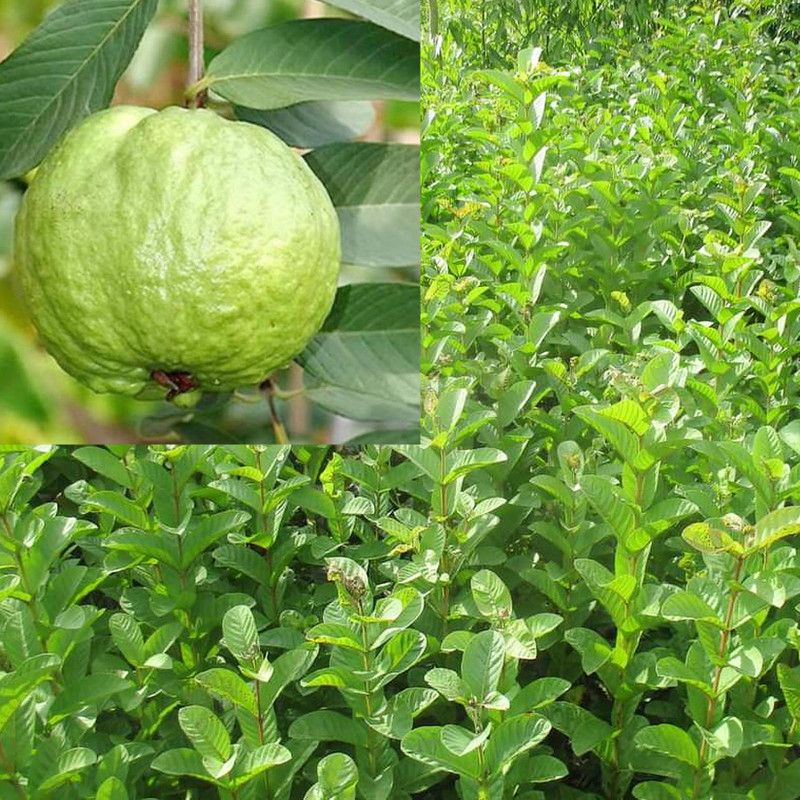 AGRO ALIVE Guava Plant  (Hybrid, Pack of 1)