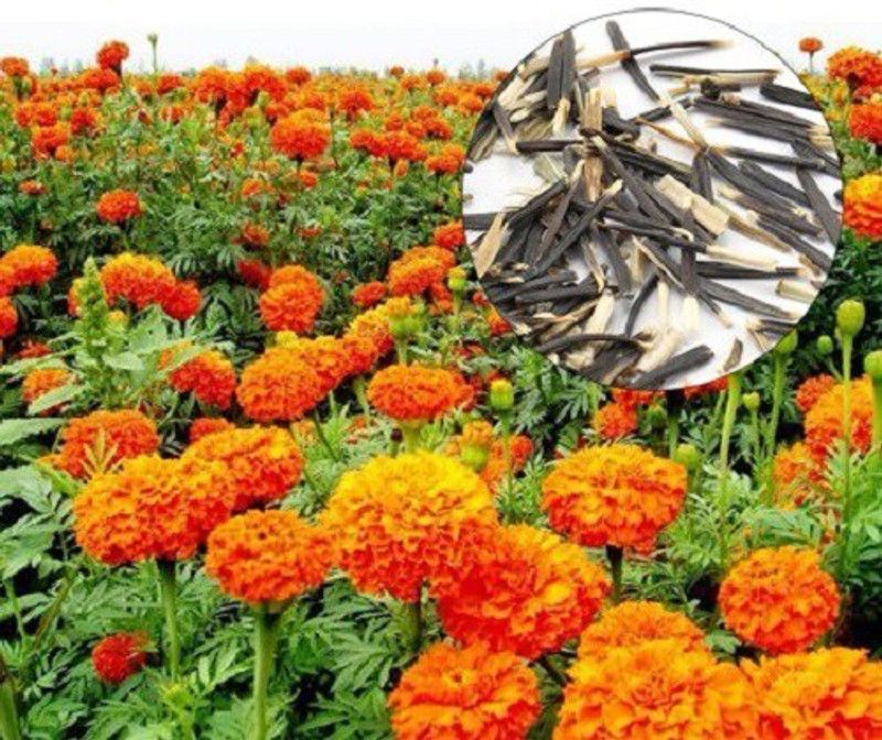 VibeX Hybrid Marigold Seeds Seed  (1 per packet)
