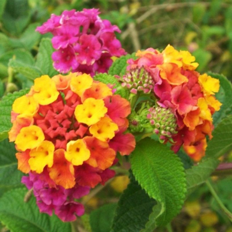 SHOP 360 GARDEN Lantana camara, Tickberry, West Indian lantana, Umbelanterna Flowering Ornamental Plant Seeds for Growing - Pack of 30 Seeds Seed  (30 per packet)
