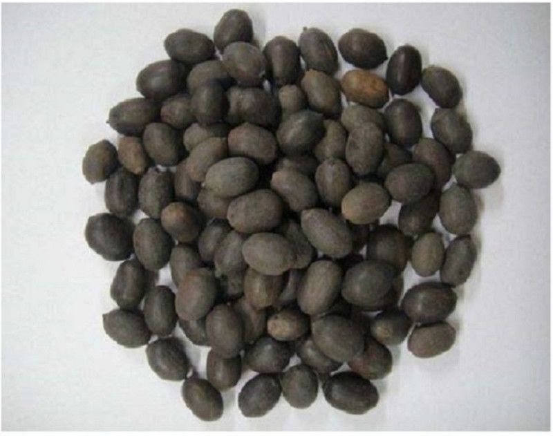 SHIVAKARI kamal gatta Seed  (1 per packet)