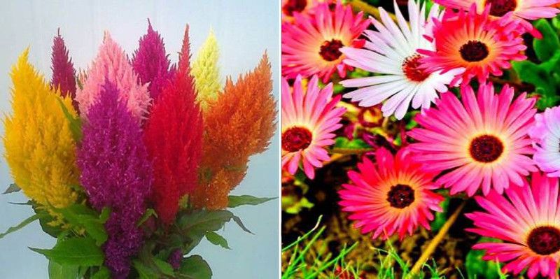 dreamseawaves Celosia&Daisy Mixed Seed  (20 per packet)