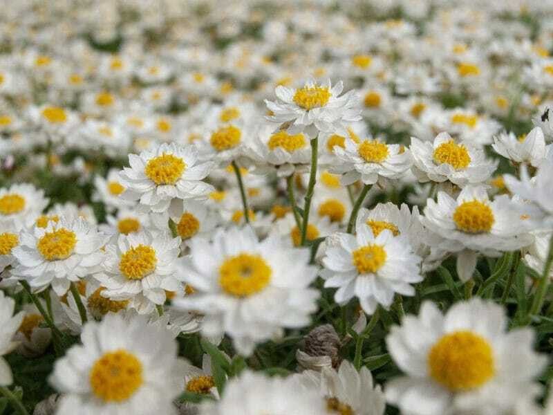 XOLDA Exotic daisy white Seed  (23 per packet)