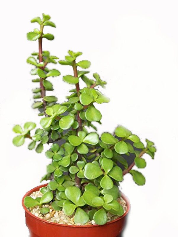 GHF Jade Plant  (Hybrid, Pack of 1)