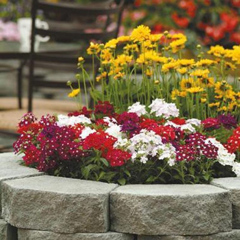 XOLDA Verbena Mixed Seed  (14 per packet)