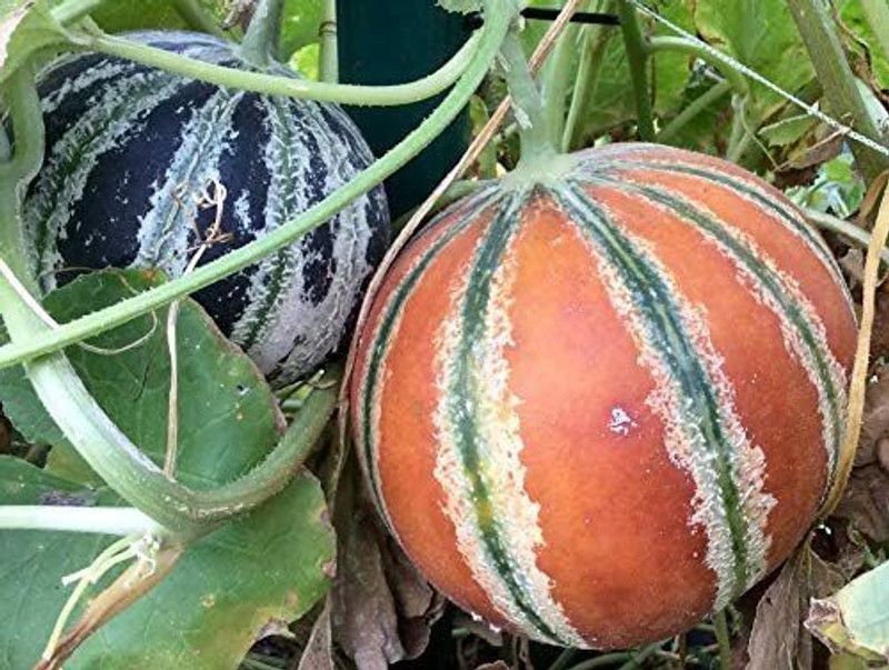 JRYU Muskmelon Seed  (90 per packet)