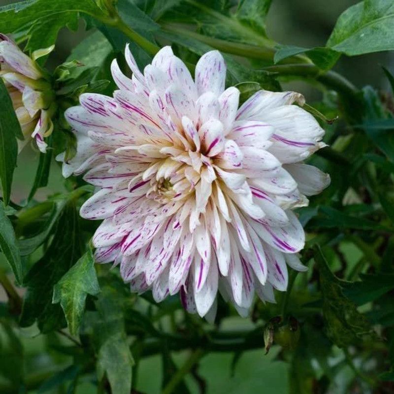 KANAYA Hybrid Dahlia Mixed Flower Seed  (40 per packet)