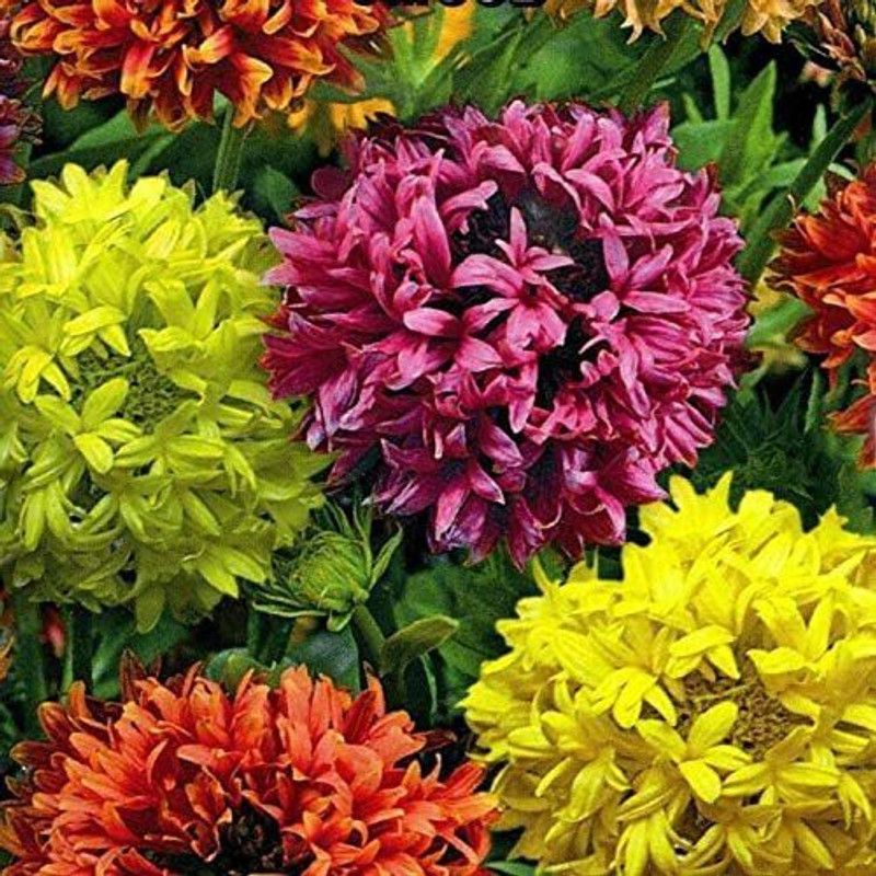 CYBEXIS Flower Russian Gaillardia Lorenziana,Gaillardia,Mixture from Russia Seed  (1 g)