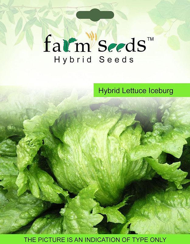 VibeX ™ VXI-114 SEEDS Hybrid Lettuce Iceburg 1 Packet Seeds Seed  (20 per packet)