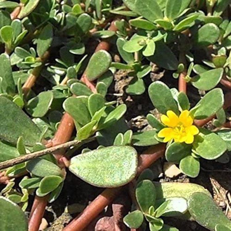 CYBEXIS Green Purslane Seeds (Portulaca oleracea) Seed  (50 per packet)