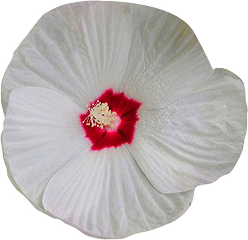 Futaba Giant Hibiscus Flower - White and Pink - 50 Pcs Seed  (50 per packet)