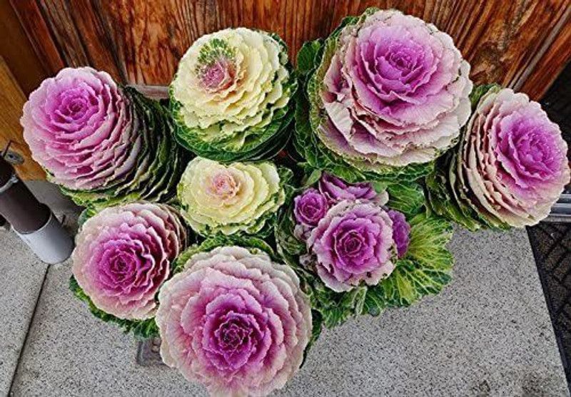CYBEXIS Ornamental "Sunrise" - Seed Mix; Ornamental Kale - Seeds Seed  (50 per packet)