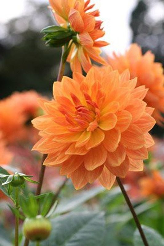 CYBEXIS Flower Seeds : Dahlia Annual Blooming Seed  (50 per packet)