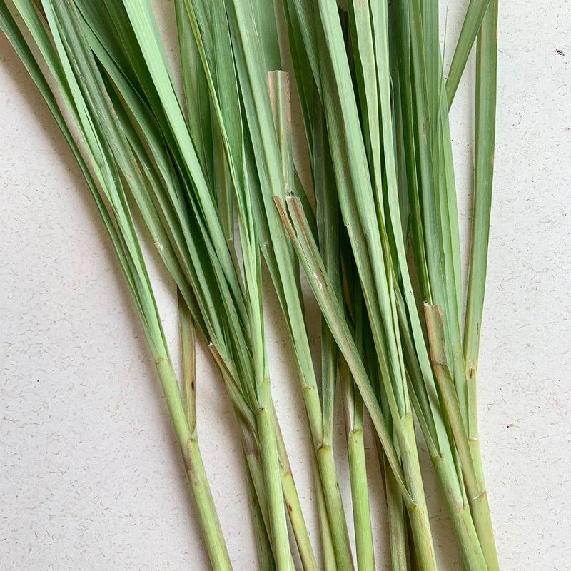 XYGEN Organic Lemongrass Herb Plant Seed  (300 per packet)