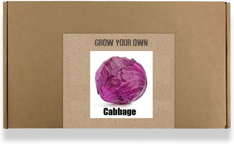 CYBEXIS Fast Germination Red Cabbage Seeds-250 Seeds Seed  (250 per packet)