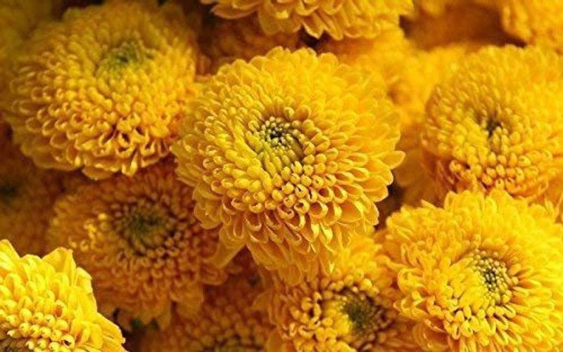 CYBEXIS Chrysanthemum Seeds Yellow Seed  (1 g)