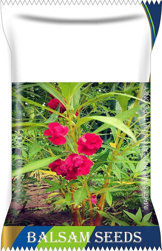 CYBEXIS Balsam Flower Mixed Seeds Seed  (1 g)
