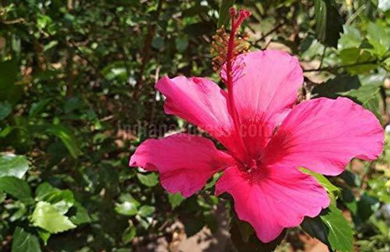 FURYHUB Hibiscus Plant  (Hybrid, Pack of 1)