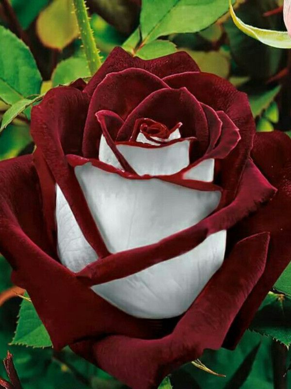 Sagarvanshi Rose Ruby plant Seed Seed  (50 per packet)