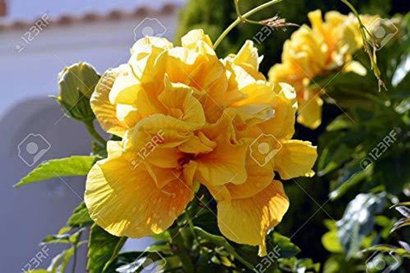 Dream mall Annona Reticulata/Bullock's Heart Plant  (Hybrid, Pack of 1)