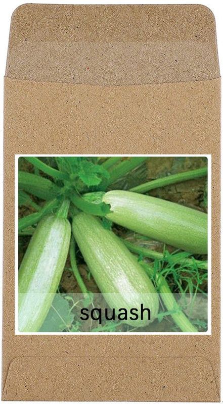 CYBEXIS Hybrid Zucchini/Squash Seeds-50 Seeds Seed  (50 per packet)