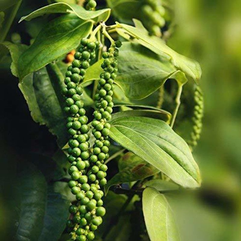 FURYHUB Black Pepper Plant  (Hybrid, Pack of 1)