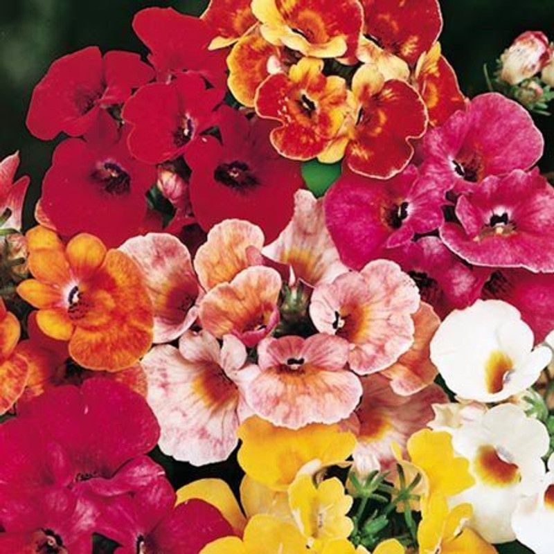 VibeX Nemesia Seed  (150 per packet)