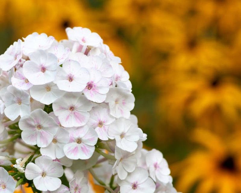 sporos Dahila Multicolor Flowers Seed  (25 per packet)