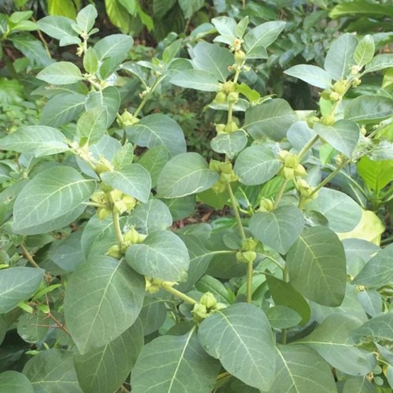 XOLDA Hybrid Ashwagandha Seed  (59 per packet)