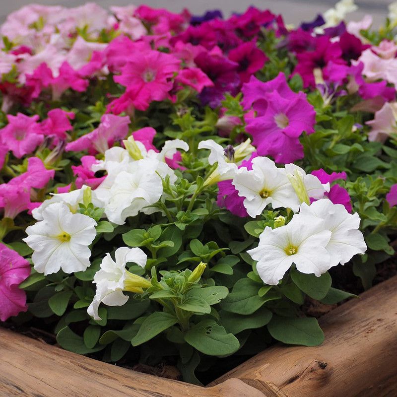 WILLVINE LXI-2 Petunia Flower Seed Mix Seed  (100 per packet)