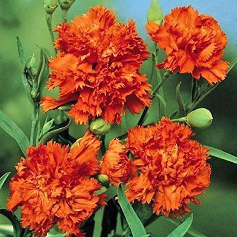 CYBEXIS Dianthus Divine Flower Perennial Plant Seed  (1 g)