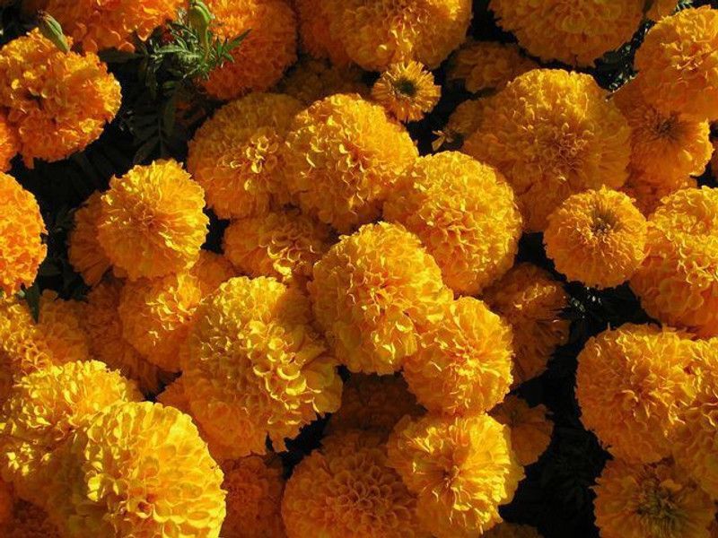 XOLDA Marigold Gendaphool Mix Seed  (11 per packet)